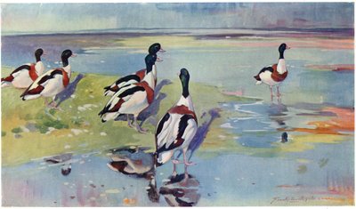 Shelducks on the Flats, illustration from 